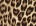 Animal print small zip-around wallet Leopard Print Woman 02114_C